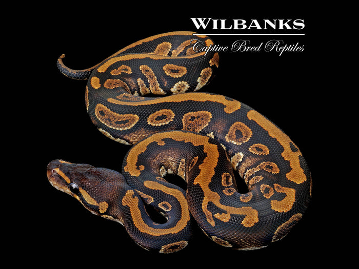 Mahogany 100% Het. Pied Ball Python ♂ '26