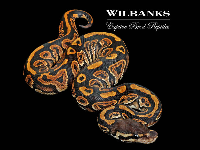 Black Pastel 100% Het. Piebald Ball Python ♀ '26
