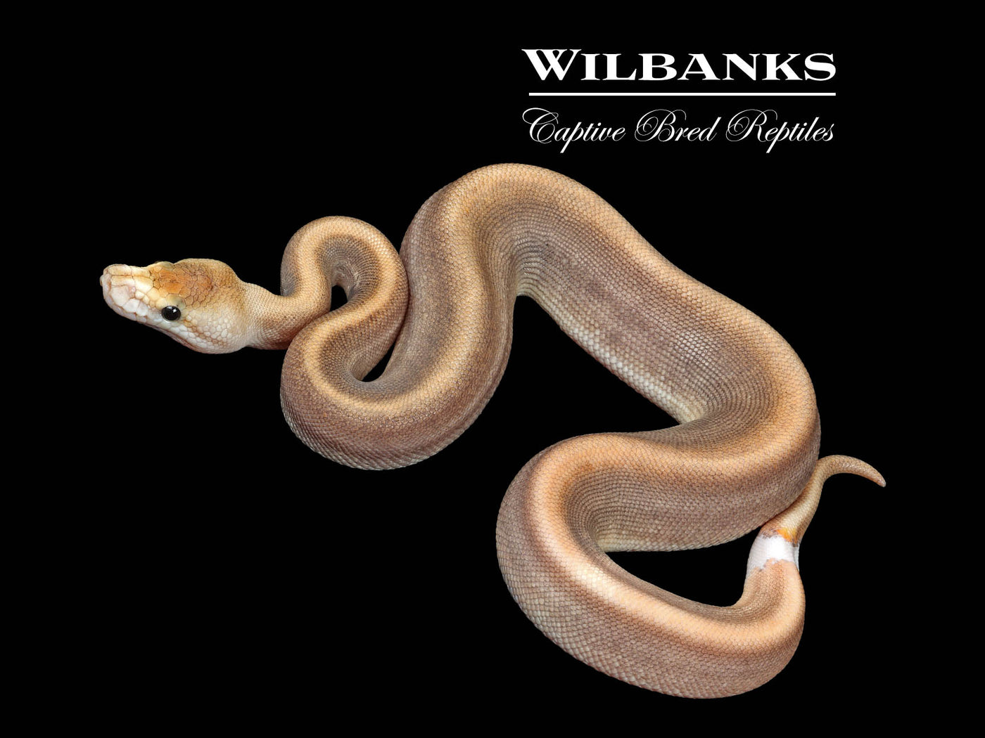 Cinnamon Champagne 100% Het. Hypo Ball Python ♀ '25