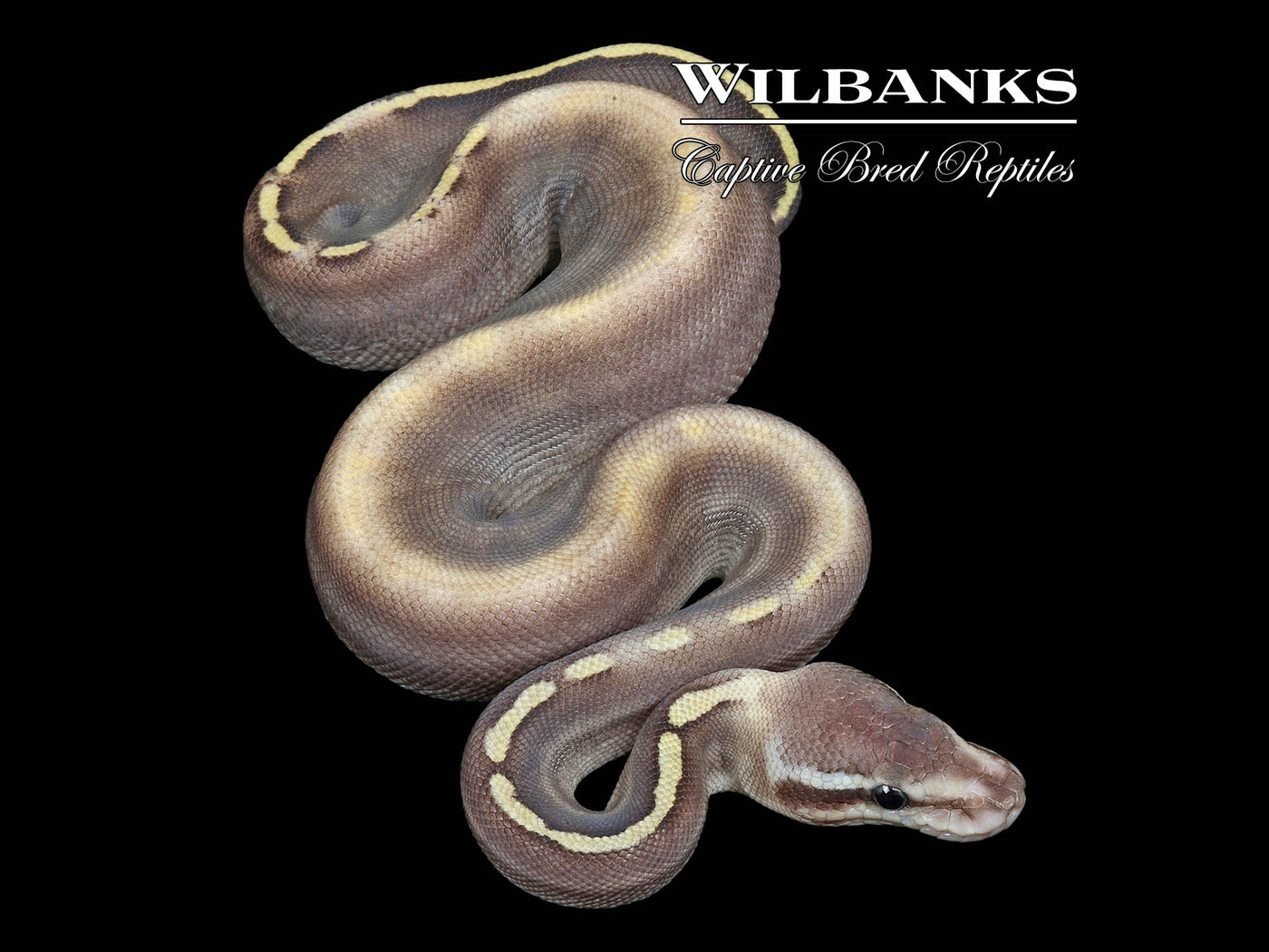 GHI Mahogany Sable Pastel Mojave Ball Python ♂ '25