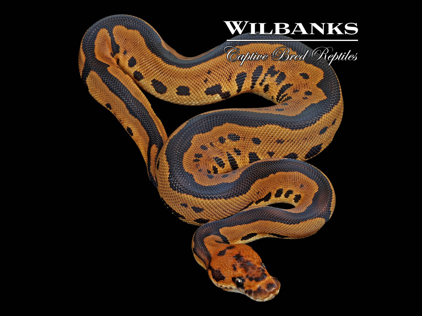 Leopard Clown 100% Het. Lavender Albino Ball Python ♀ '25