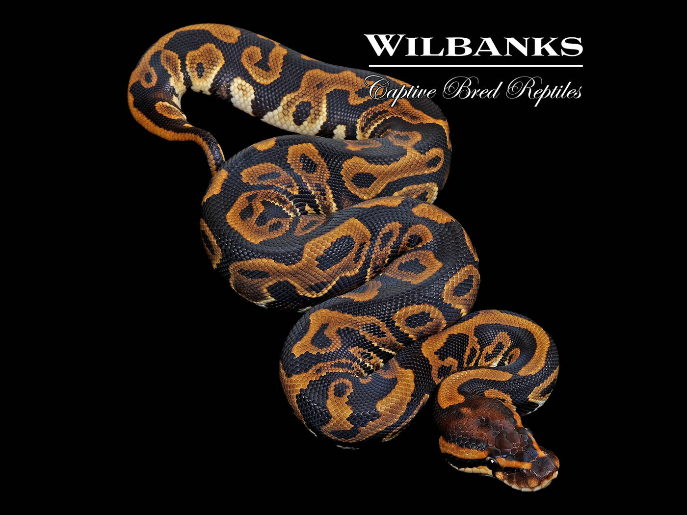 Leopard 100% DH Lavender Clown Ball Python ♀ '25