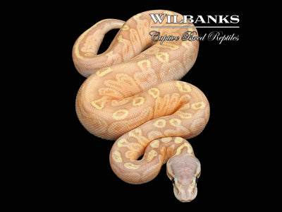 Banana Sunset Pastel (Female Maker) Ball Python ♂ '25