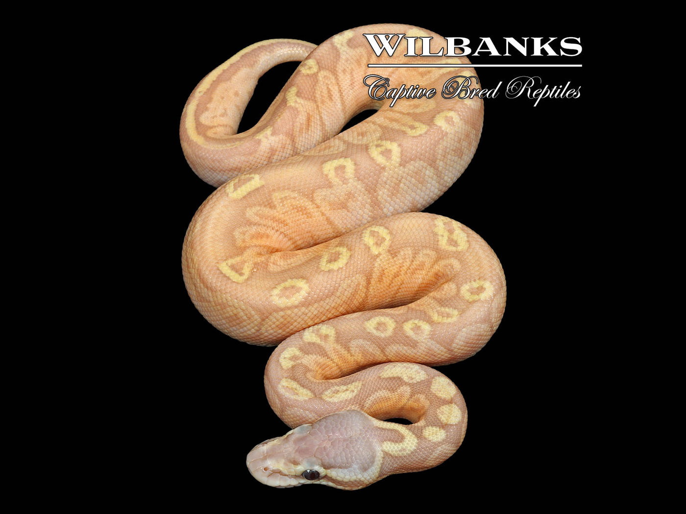 Banana Sunset Pastel (Female Maker) Ball Python ♂ '25