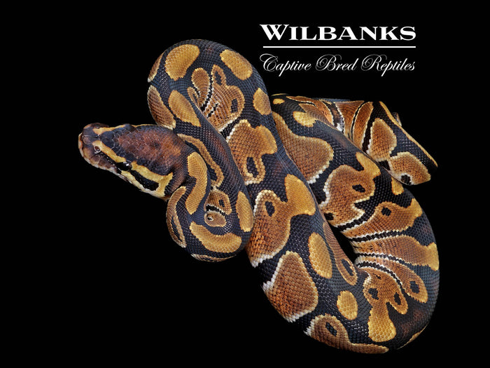 Normal Ball Python ♀ '26