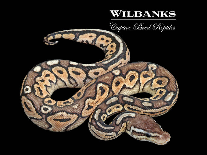 Pewter Ball Python ♂ '26