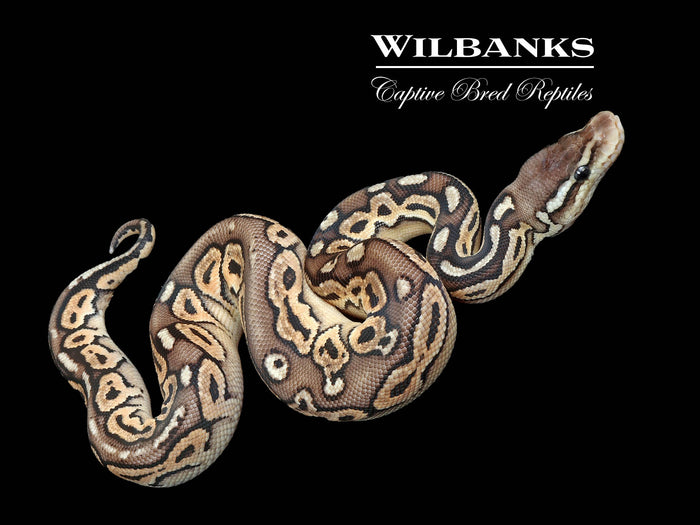 Pewter Ball Python ♂ '26