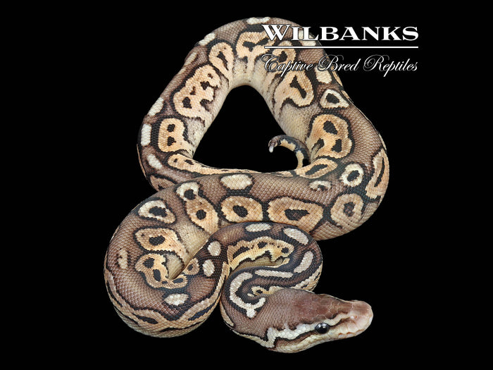 Pewter Ball Python ♂ '26