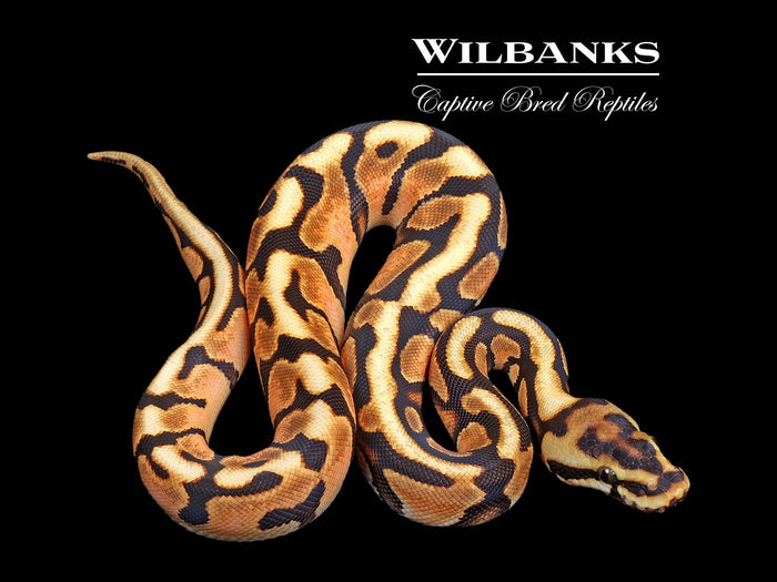 Enchi Spotnose Ball Python ♀ '26