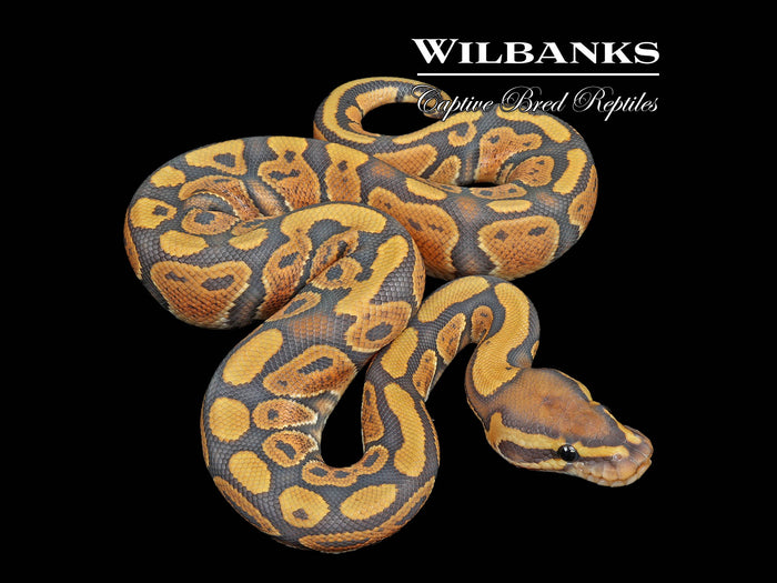 Ghost Ball Python ♂ '26