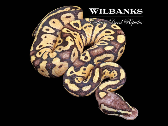 FireFly Ball Python ♀ '26