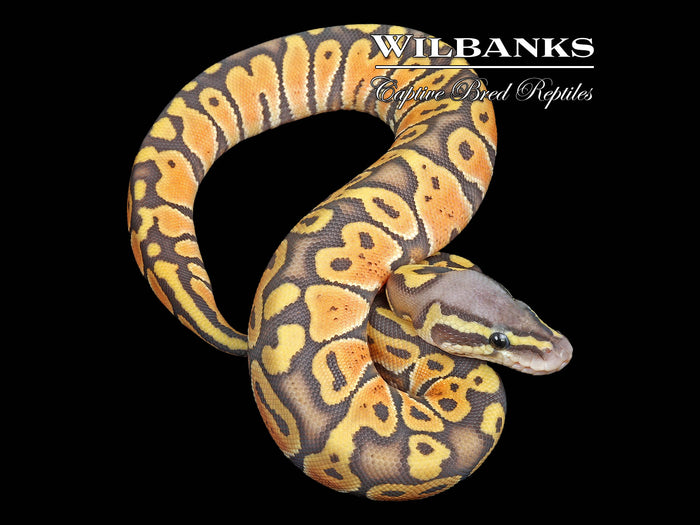 Pastel Ghost Ball Python ♀ '26