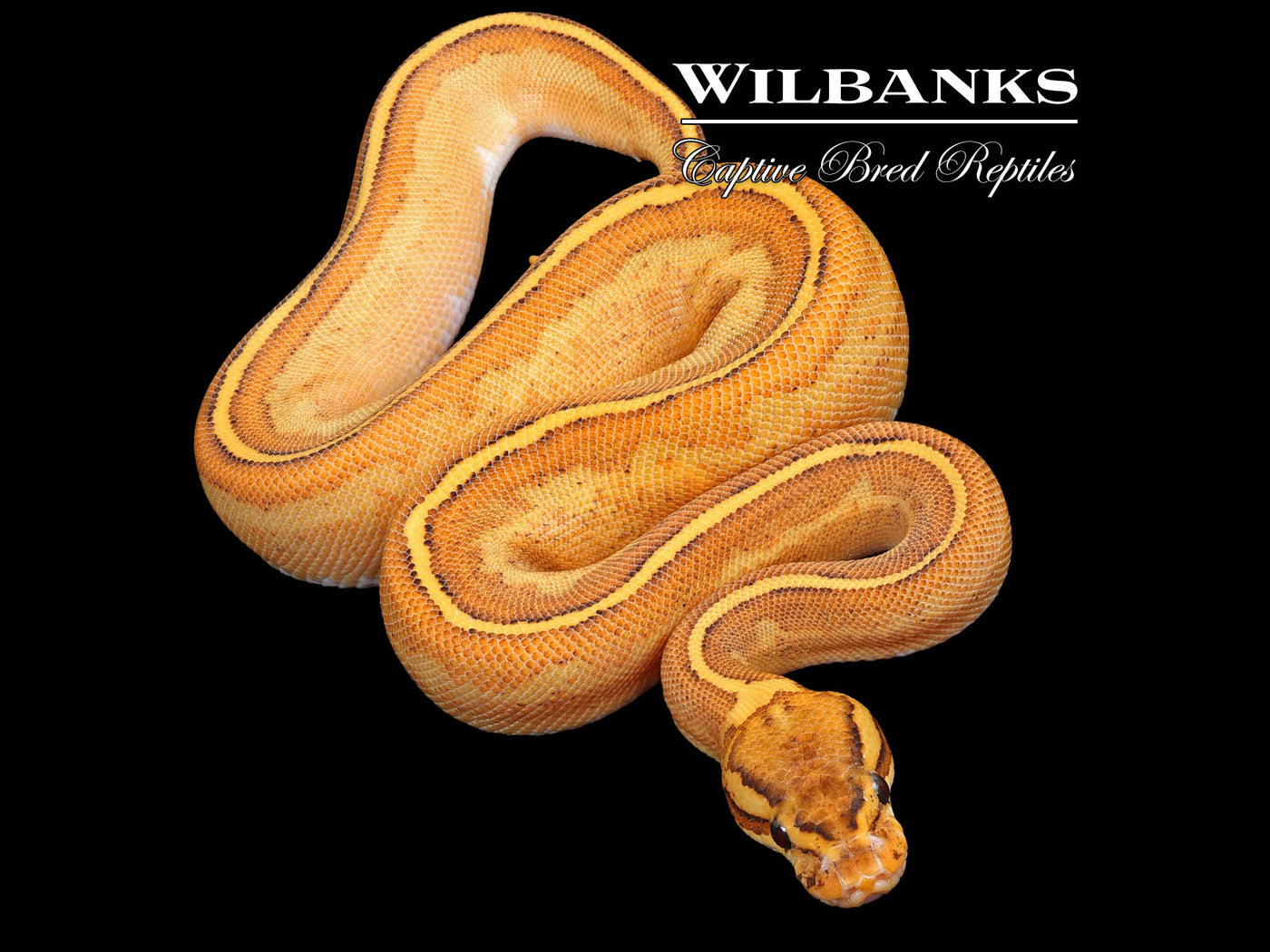 Freeway Orange Dream Pinstripe Ball Python ♀ '24