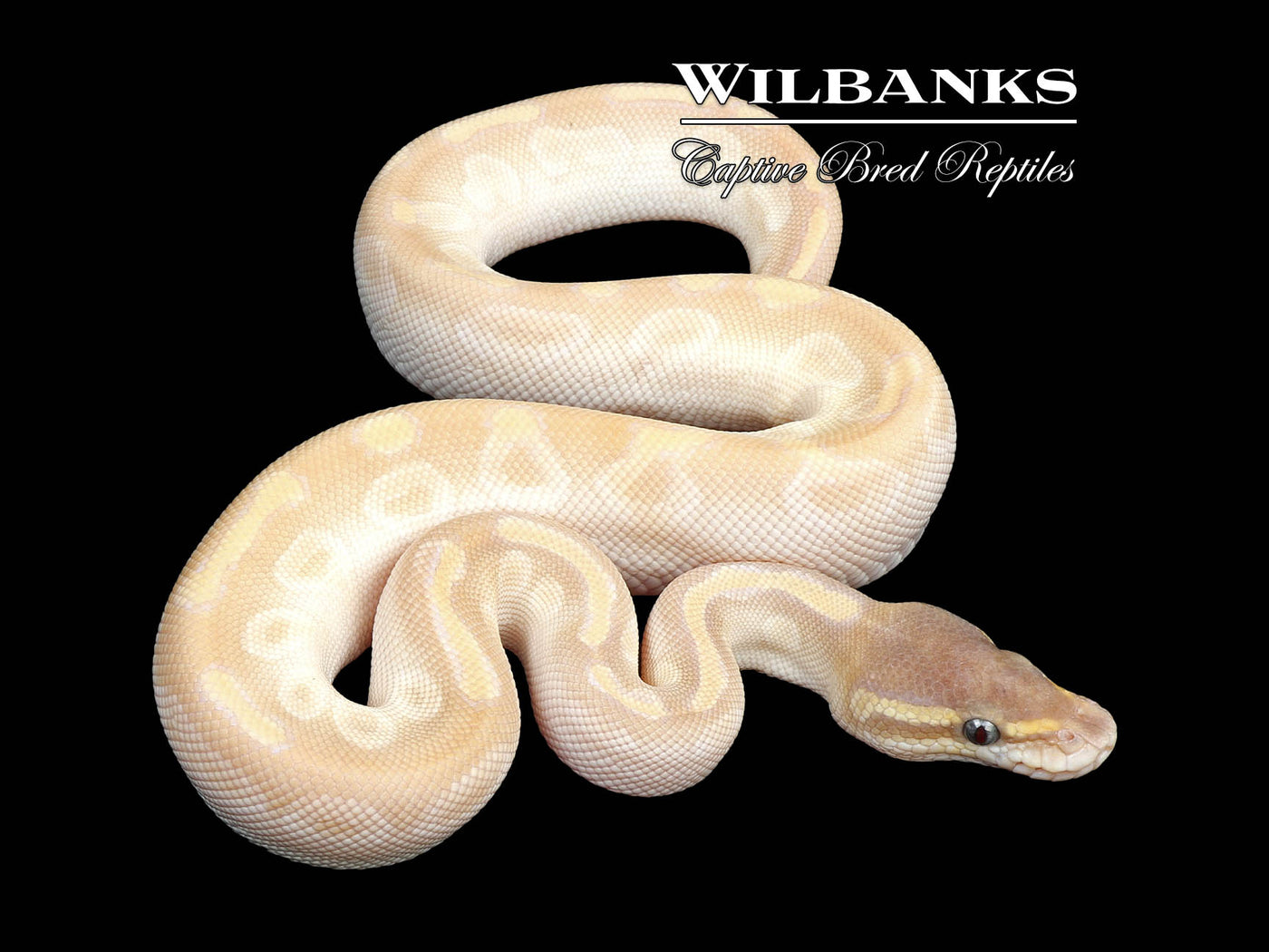 Crystal Ball Python ♂ '24