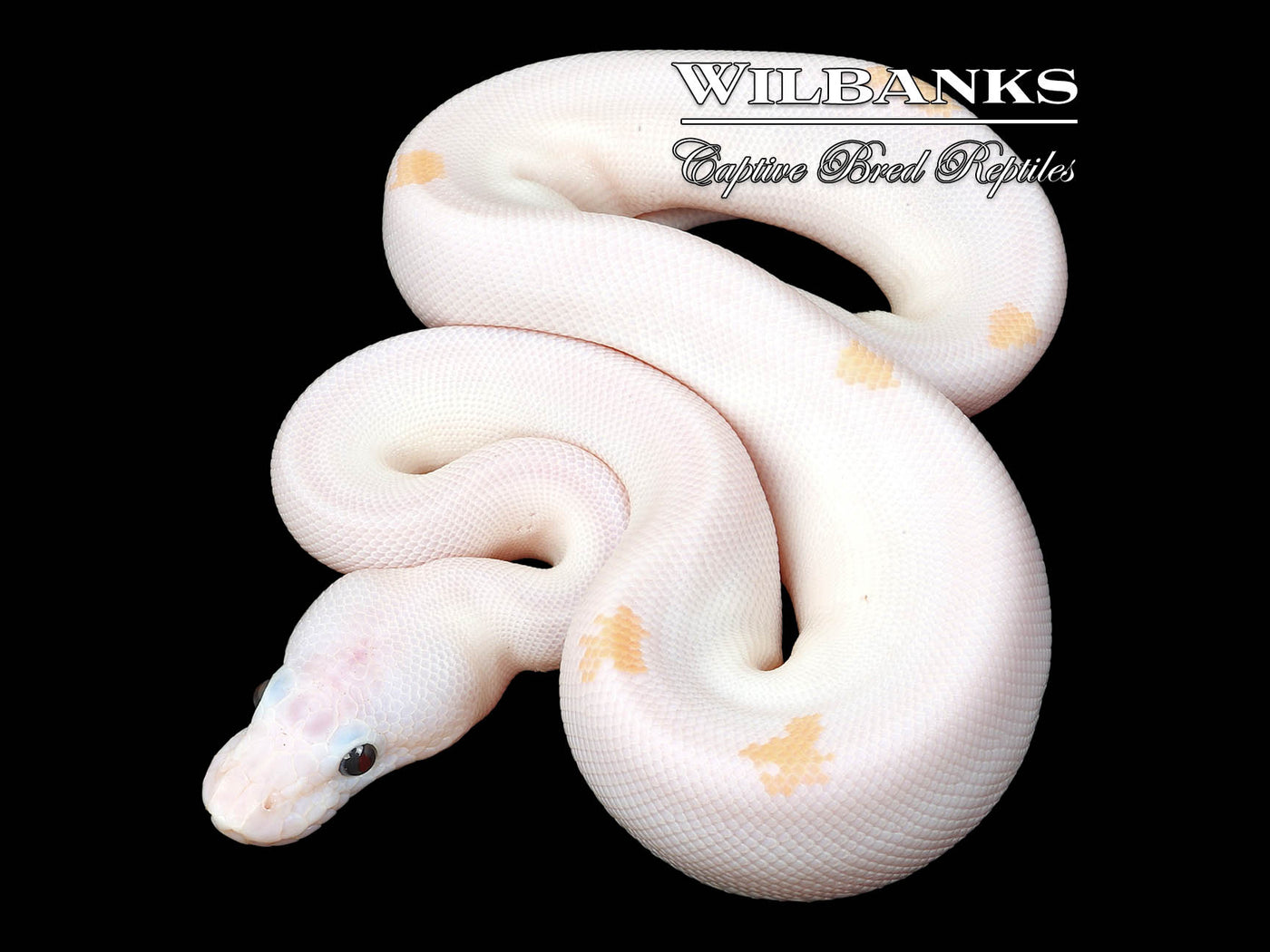 Super Fire Ball Python ♀ '24