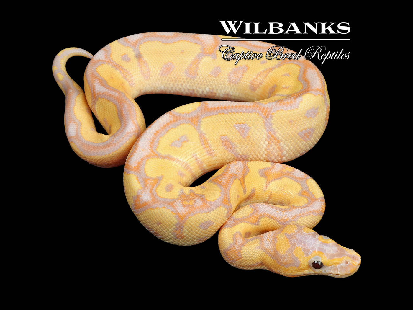 Banana Clown Ball Python ♂ '24