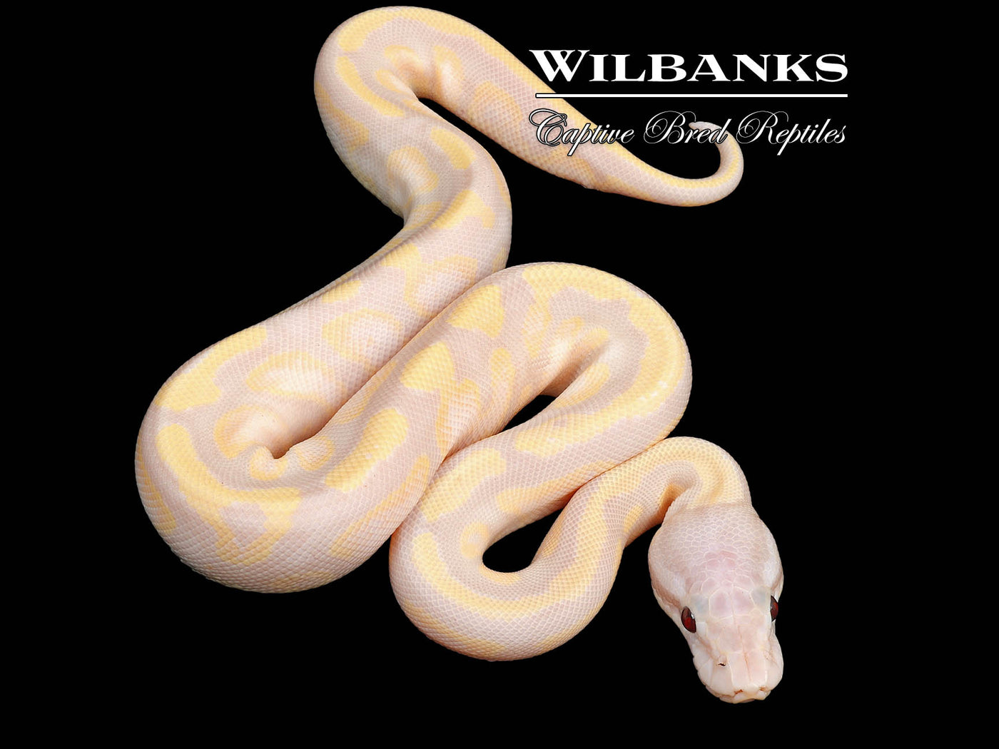 Super Banana Fire Enchi Ball Python ♀ '24