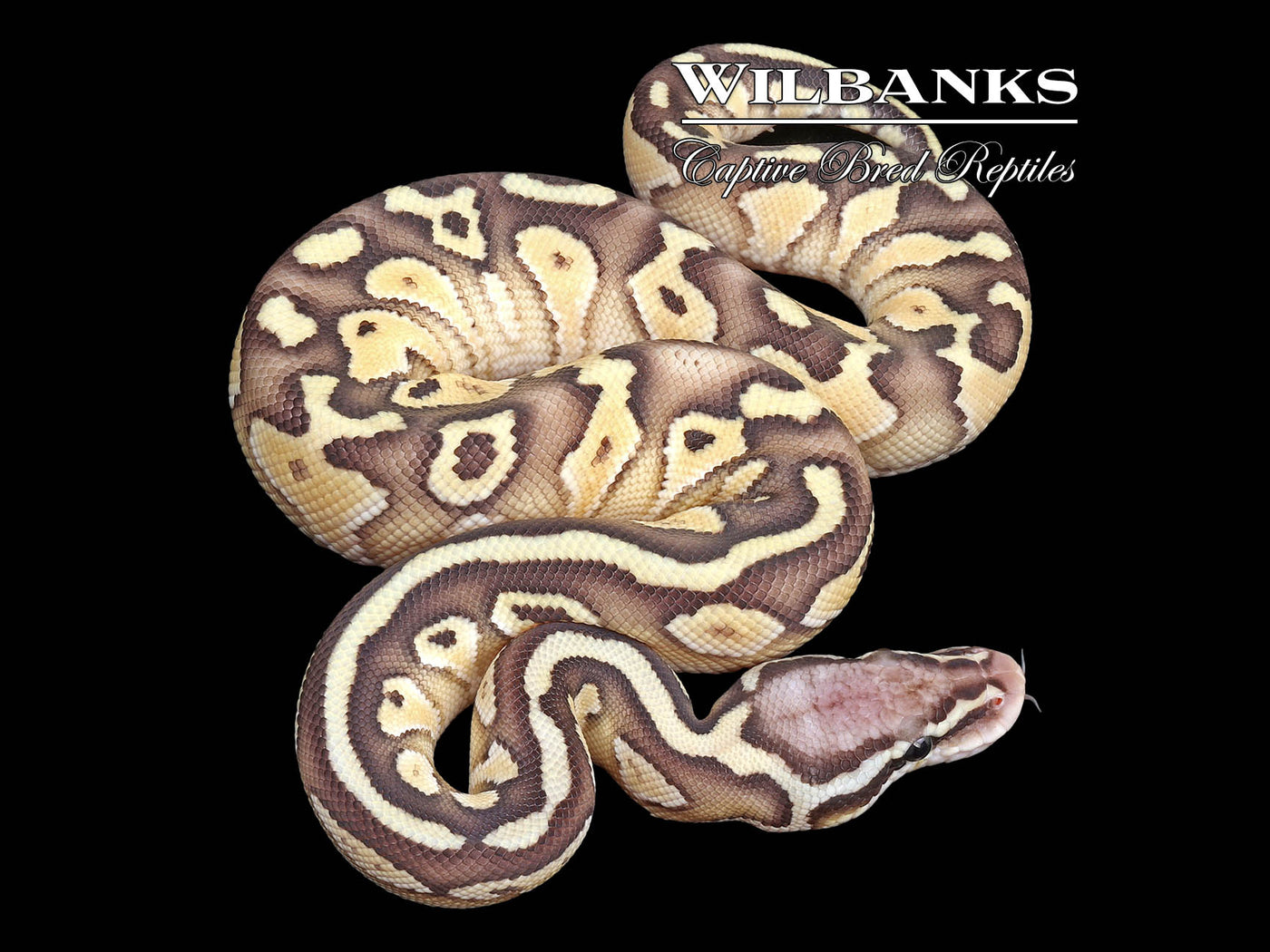 Pastel Butter 100% TH Desert Ghost Clown VPI Axanthic Ball Python ♂ '24