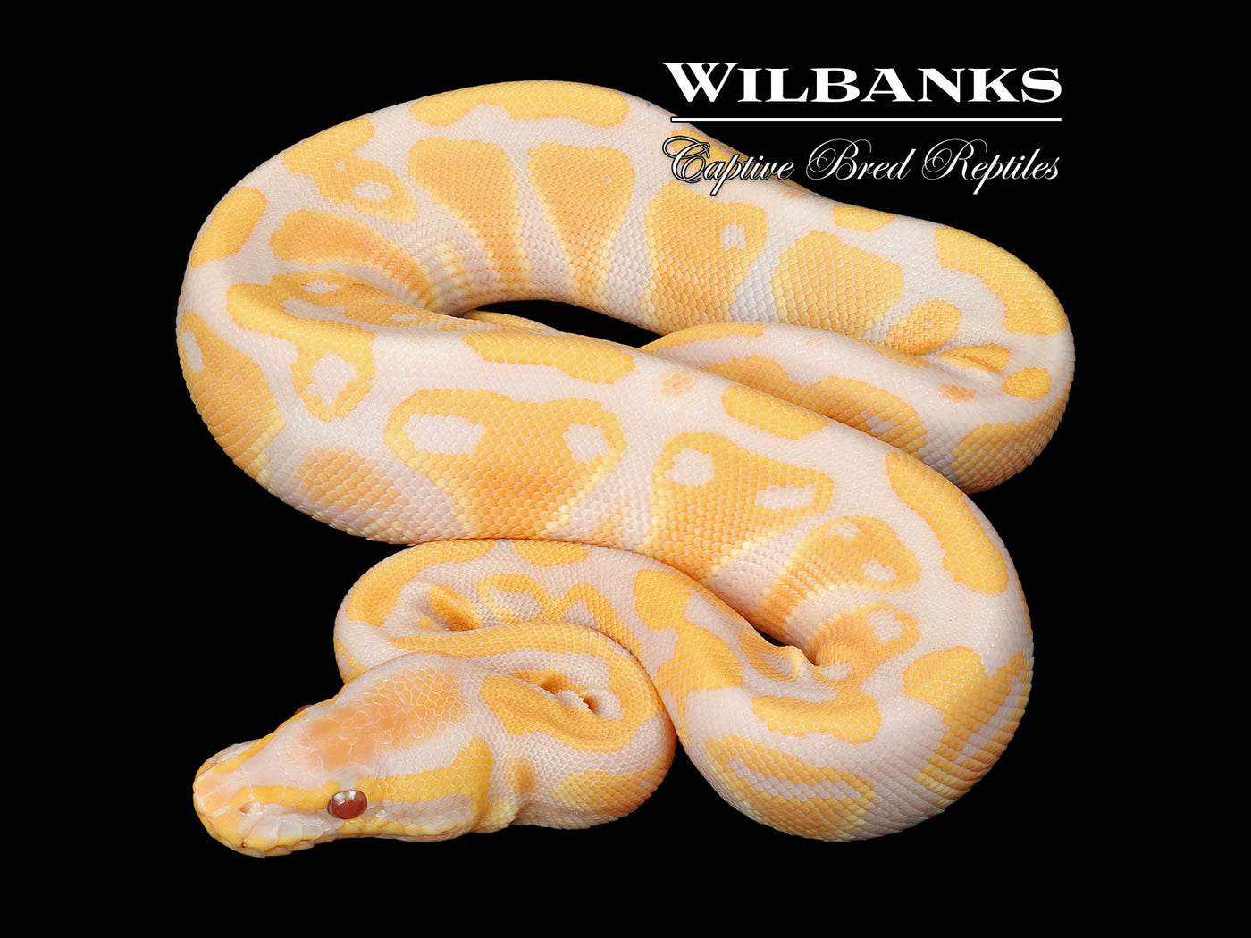 Lavender Albino 100% Het. VPI Axanthic Ball Python ♀ '24