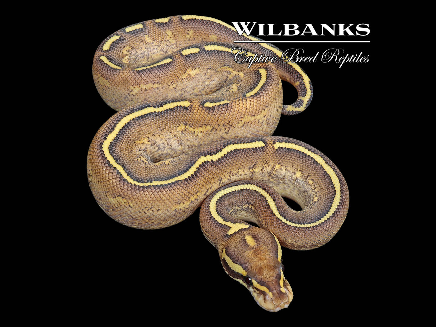 Butter Freeway Ball Python ♂ '25