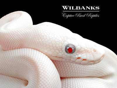 Blue Eyed Leucistic (Mojave Butter) Ball Python ♀ '25
