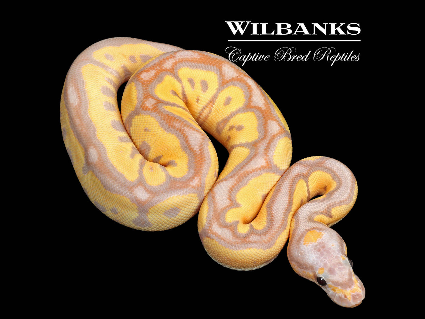Banana Clown Ball Python ♂ '25