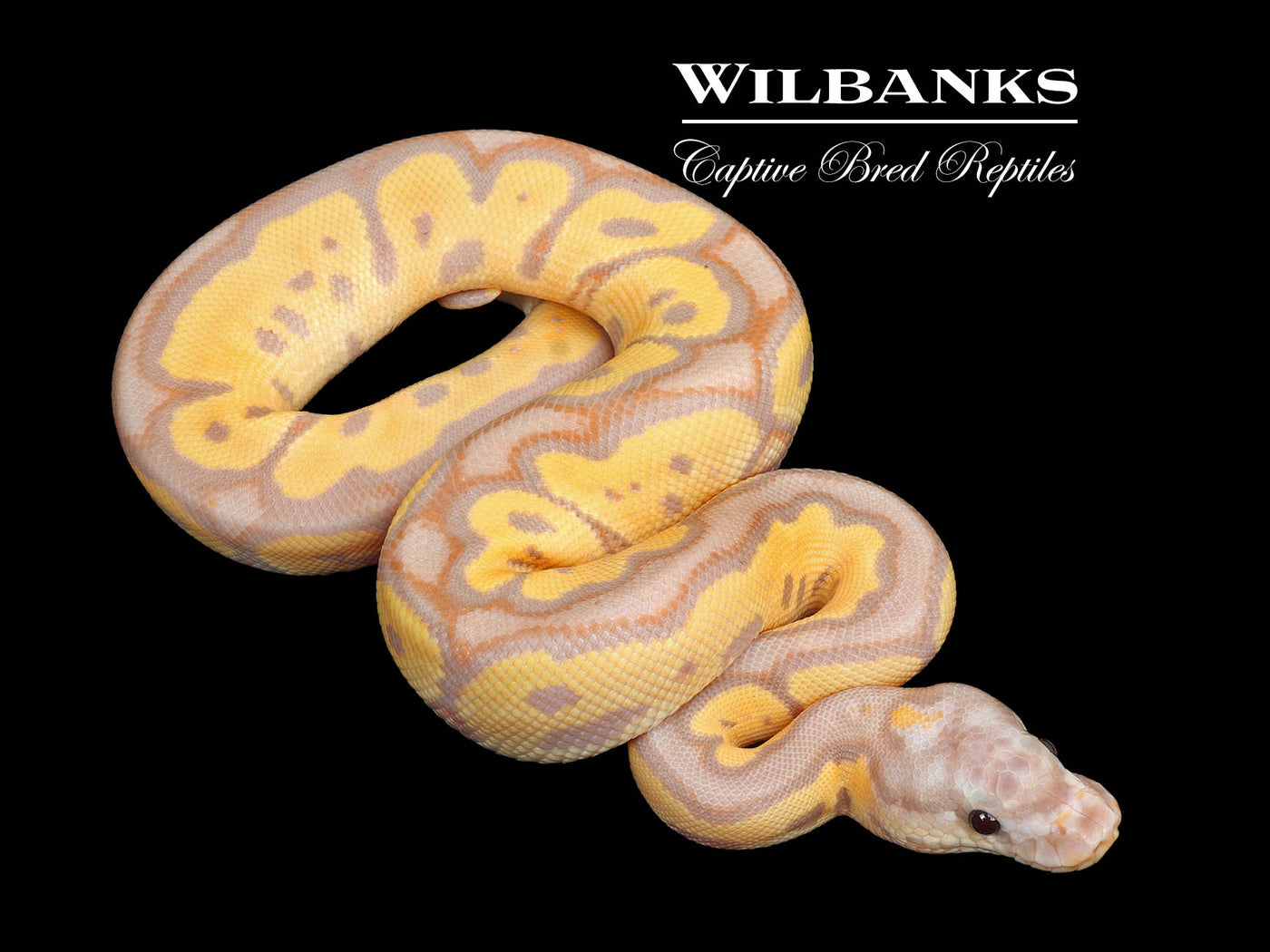 Banana Clown Ball Python ♂ '25