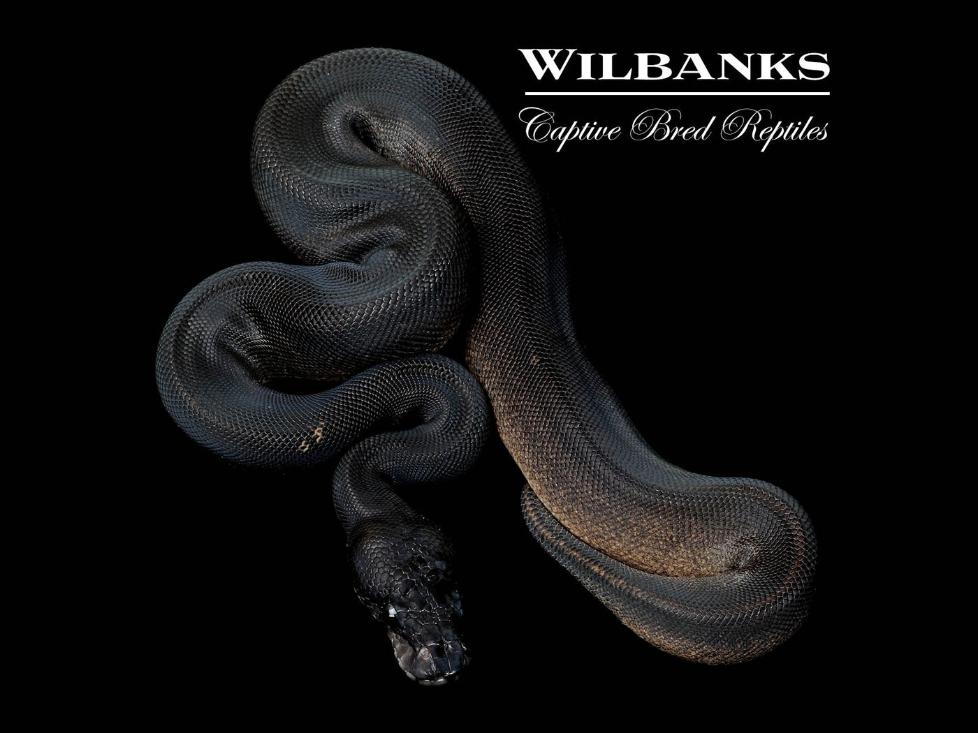 Obsidian Mystic Ball Python ♂ '25