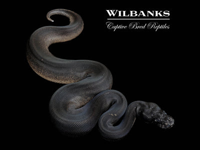 Obsidian Mystic Ball Python ♂ '25