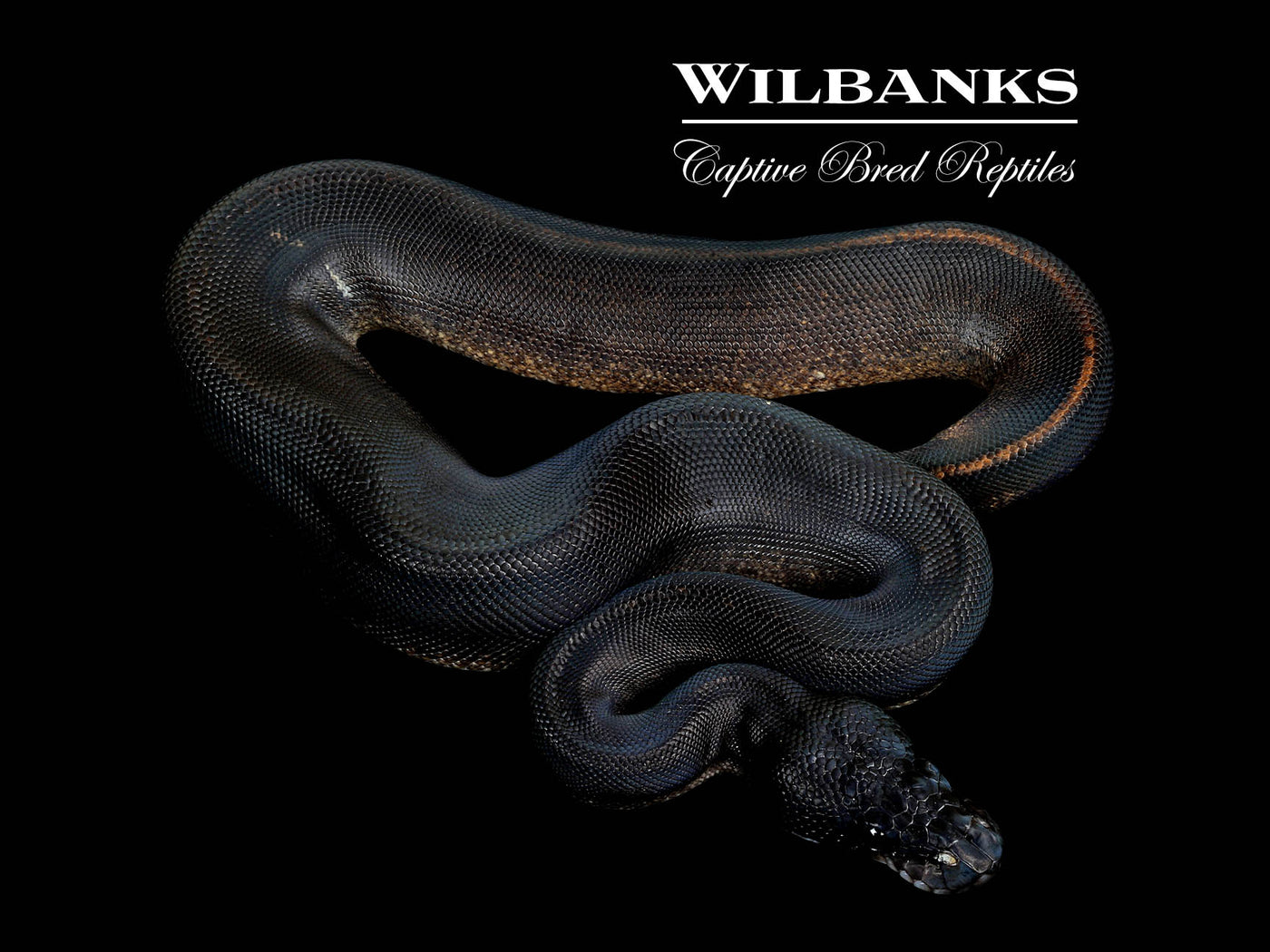 Obsidian Mystic Ball Python ♀ '25