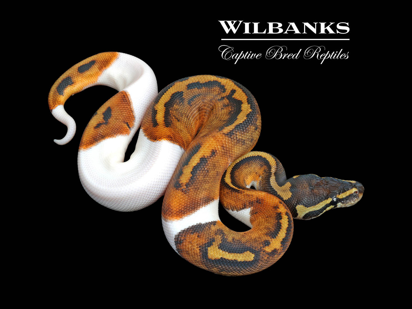 Mahogany Pied Ball Python ♂ '25