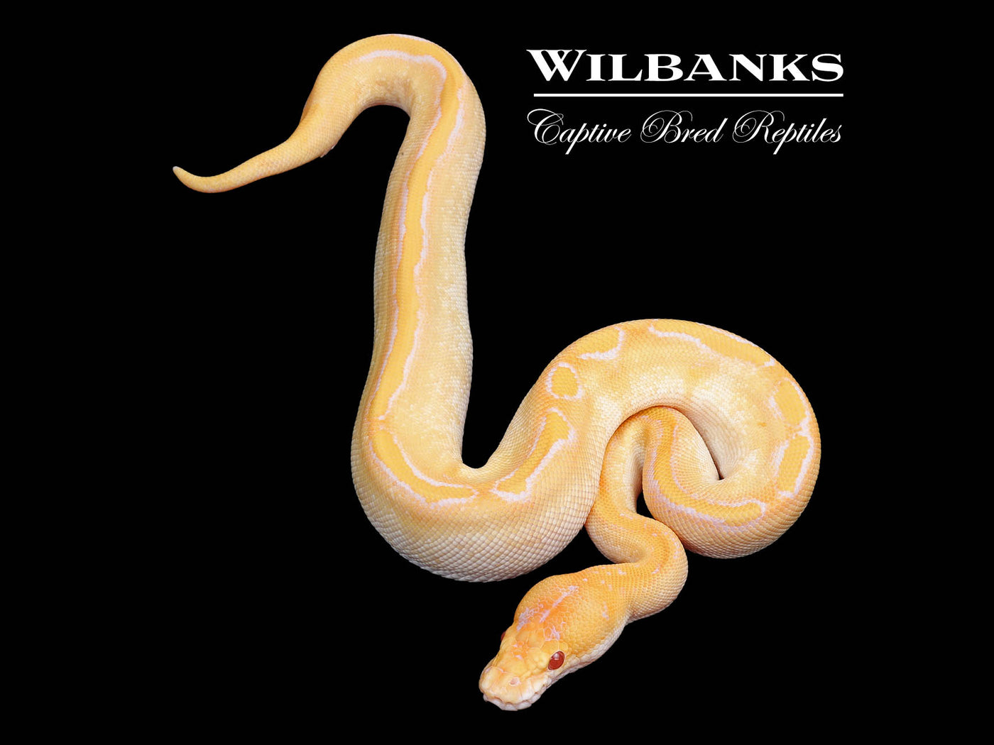 Lavender Albino Champagne Ball Python ♀ '25
