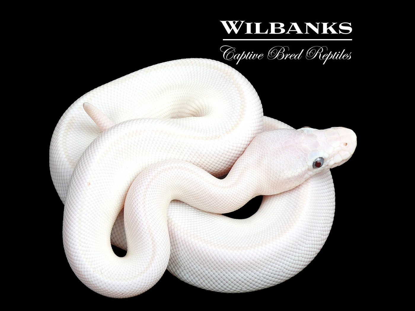 Banana Blue Eyed Leucistic (Lesser Mocha) Ball Python ♂ '25