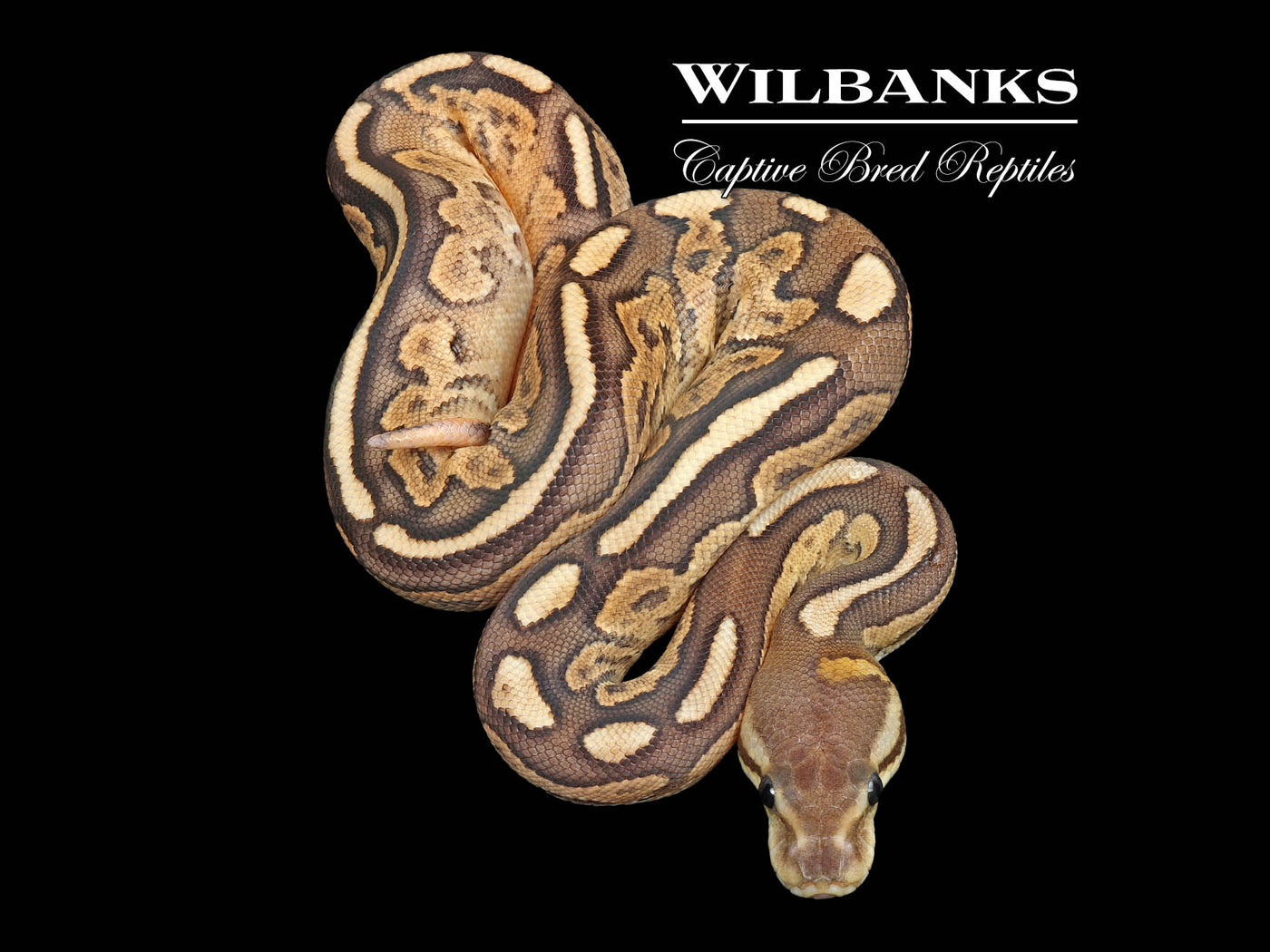 Cinnamon Special Fire Ball Python ♀ '25