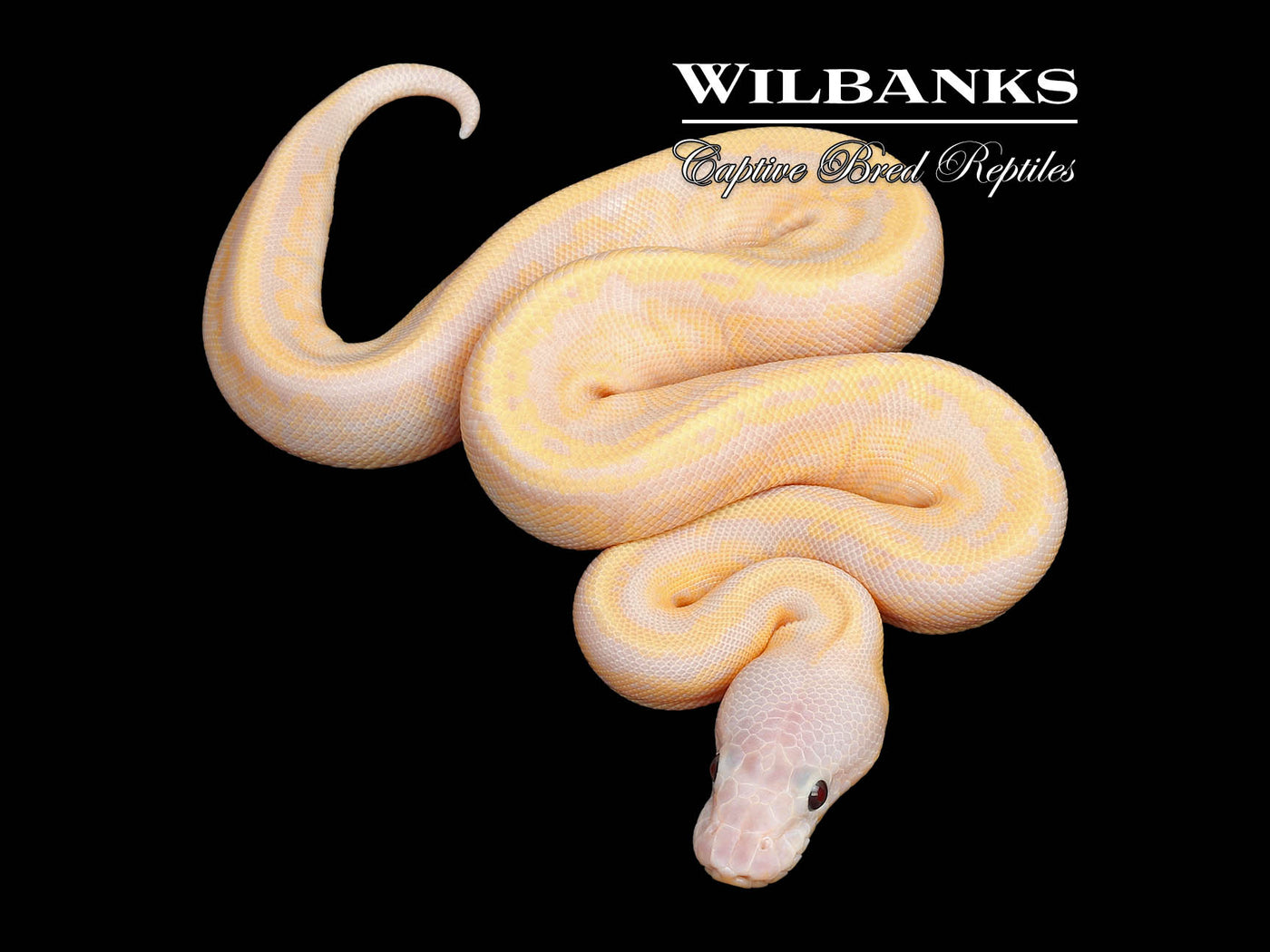 Super Banana Mahogany Pinstripe 100% Het. Pied Ball Python ♀ '25