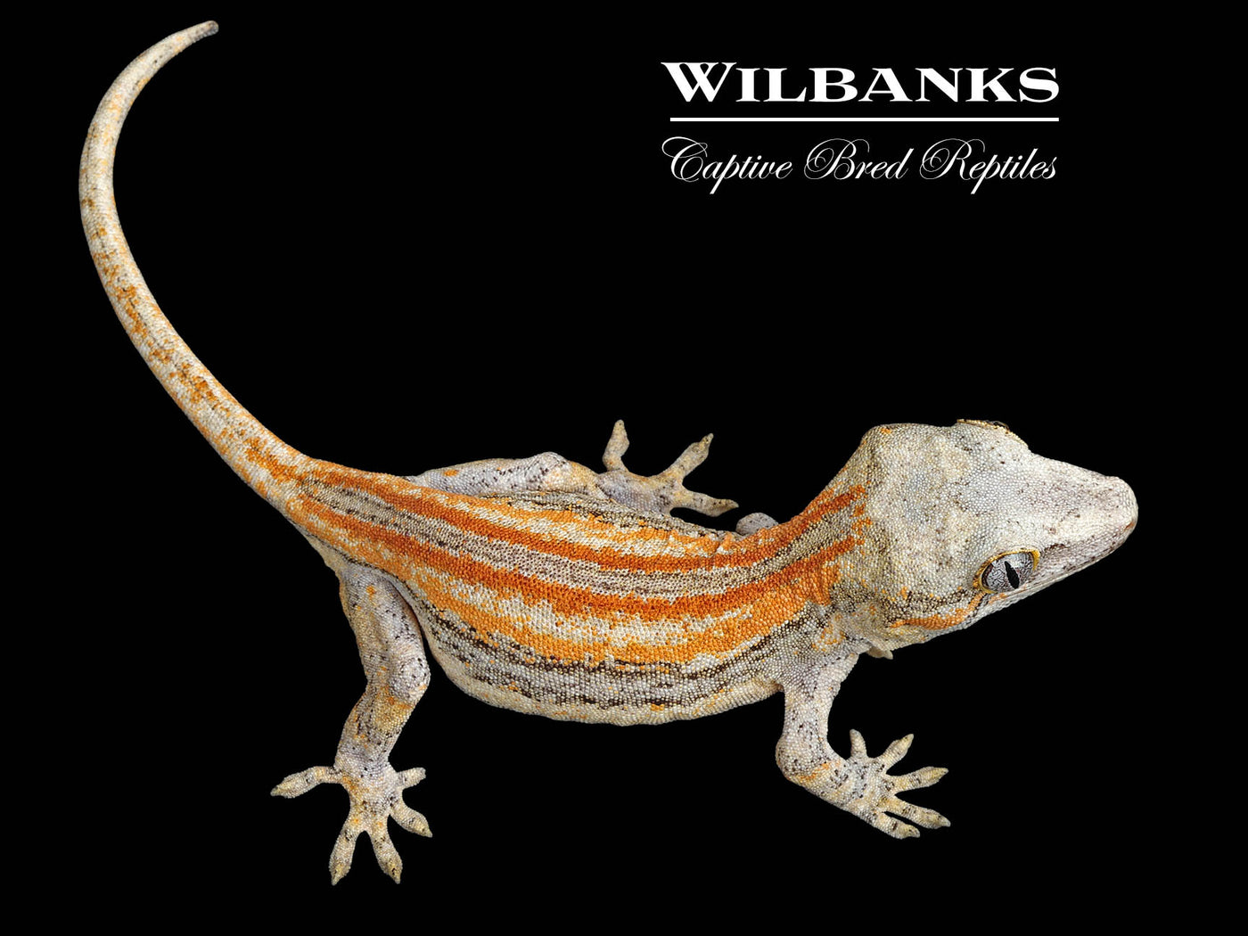 Red Orange Striped Gargoyle Gecko '24