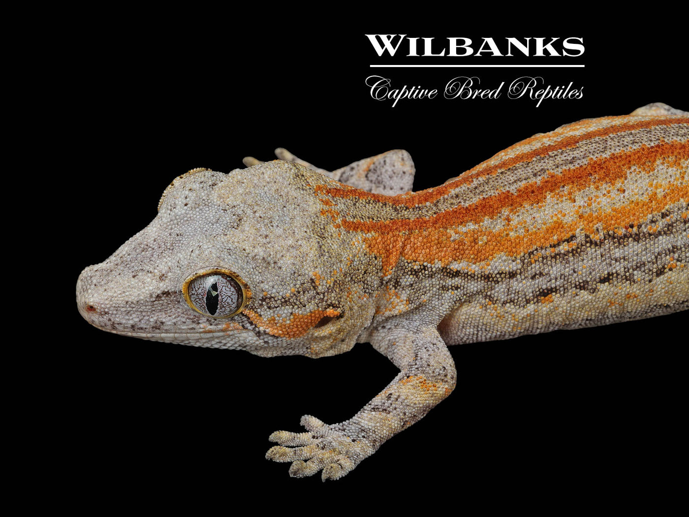 Red Orange Striped Gargoyle Gecko '24