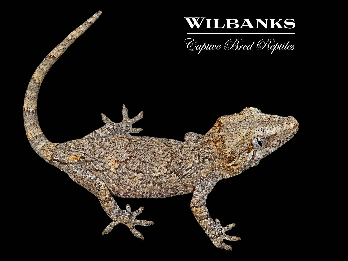 Reticulated Gargoyle Gecko '24