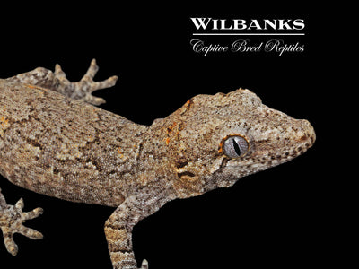 Reticulated Gargoyle Gecko '24