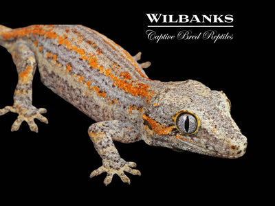 Orange Striped Gargoyle Gecko '24