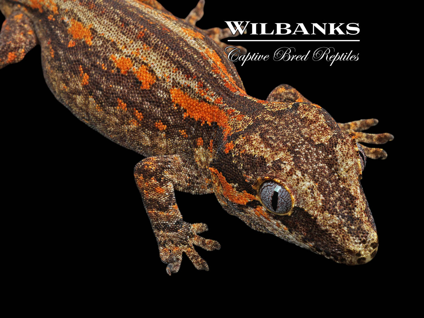 Striped Gargoyle Gecko '24