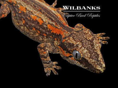 Striped Gargoyle Gecko '24