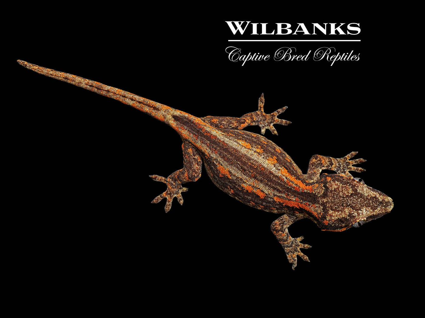 Striped Gargoyle Gecko '24