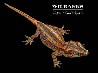 Striped Gargoyle Gecko '24