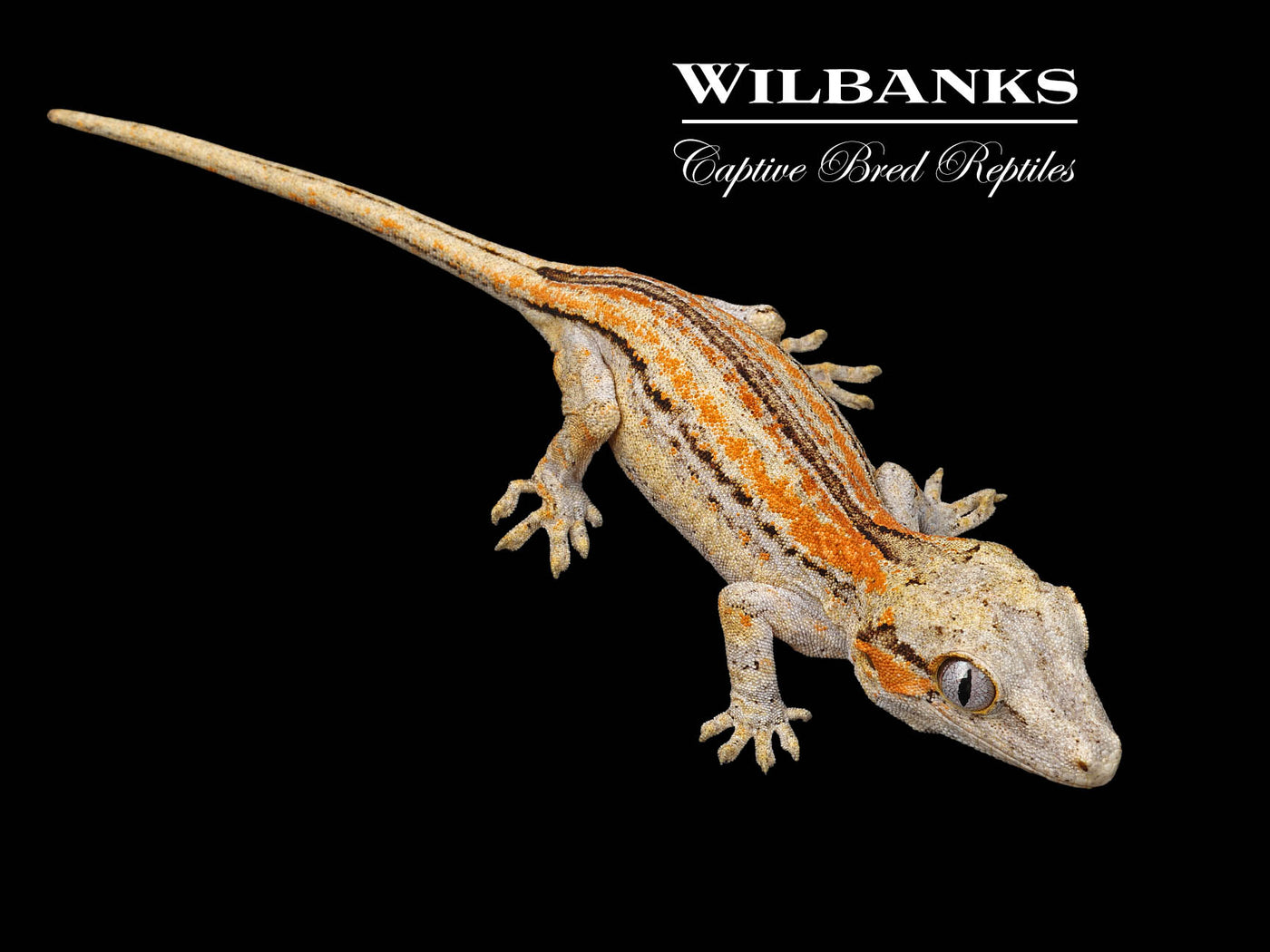 Orange Striped Gargoyle Gecko '24