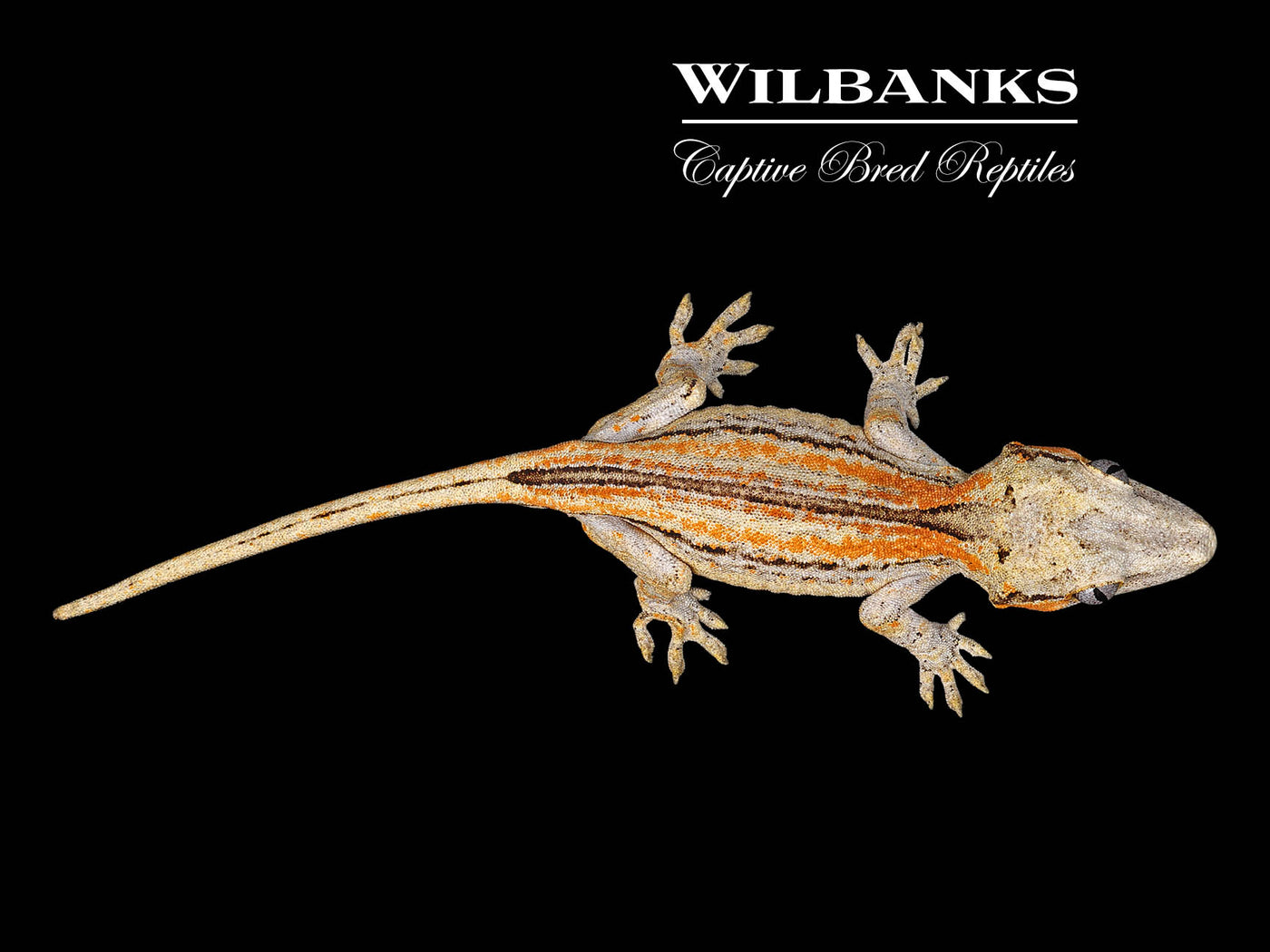 Orange Striped Gargoyle Gecko '24