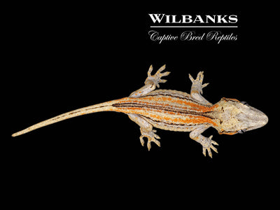 Orange Striped Gargoyle Gecko '24