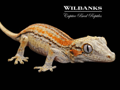 Orange Striped Gargoyle Gecko '24