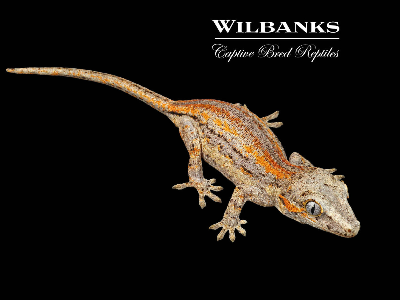 Orange Striped Gargoyle Gecko '24