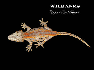 Orange Striped Gargoyle Gecko '24